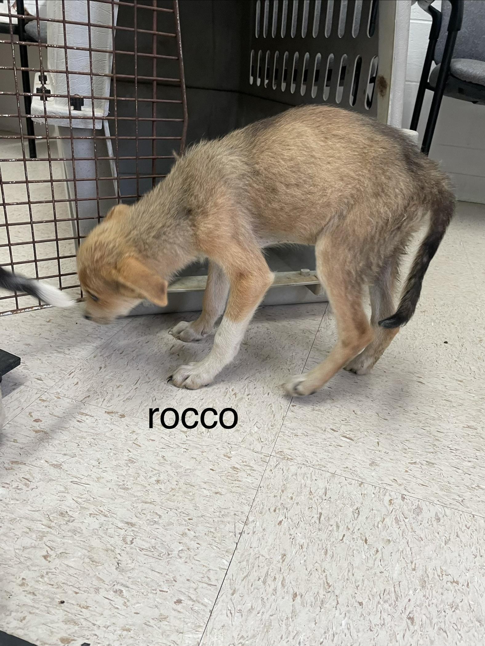Rocco, Adopted, Puppy Male Hound.
