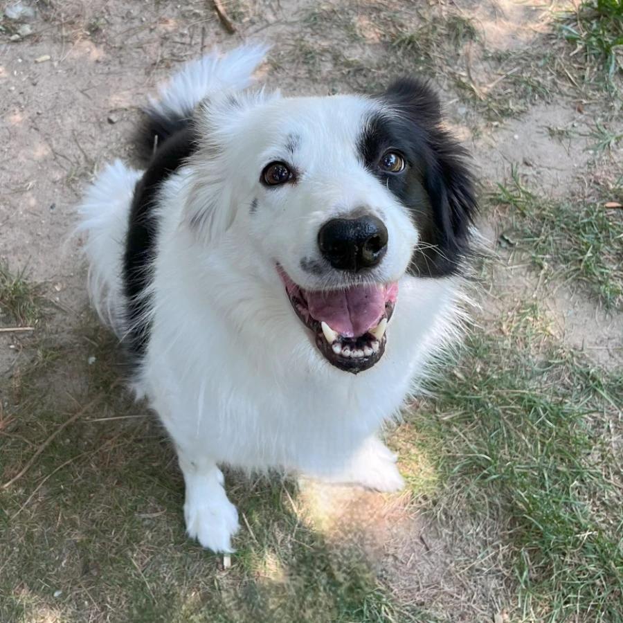 Enlarge Saskia, a Adoptable Border Collie in Lindenhurst, NY image 1/3
