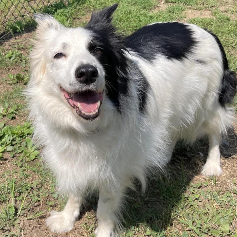 Enlarge Saskia, a Adoptable Border Collie in Lindenhurst, NY image 2/3