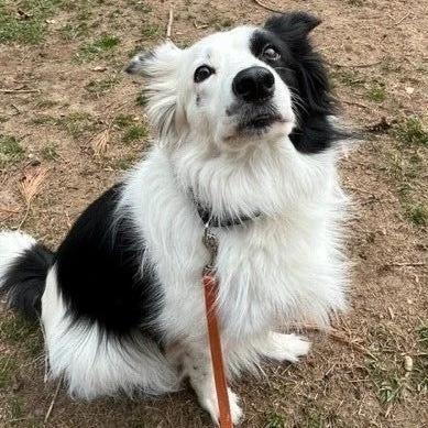 Enlarge Saskia, a Adoptable Border Collie in Lindenhurst, NY image 3/3