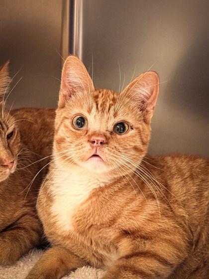 Enlarge Charlie, a ADOPTABLE Domestic Short Hair in Missoula, MT image 1/1