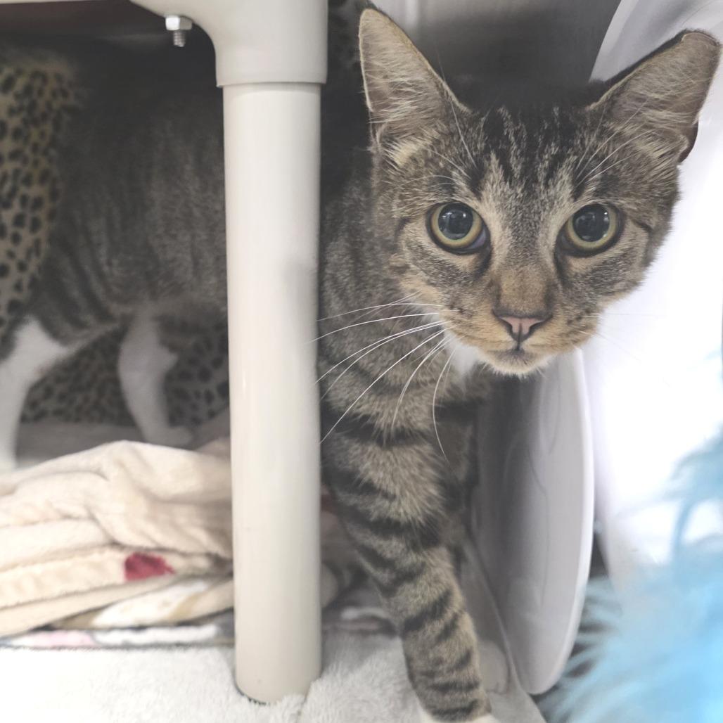 Robin, Adoptable, Adult Female Domestic Short Hair.