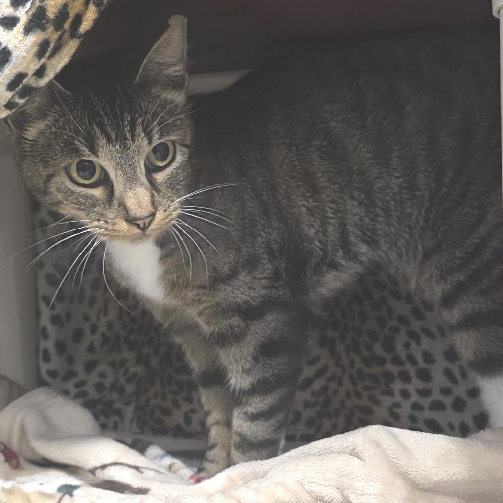 Enlarge Robin, a Adoptable Domestic Short Hair in Fort Wayne, IN image 2/6