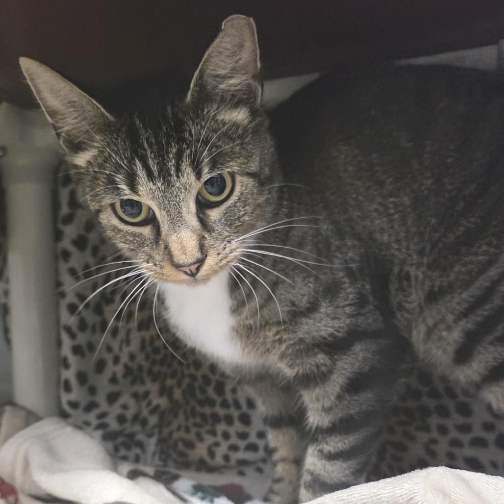 Enlarge Robin, a Adoptable Domestic Short Hair in Fort Wayne, IN image 3/6