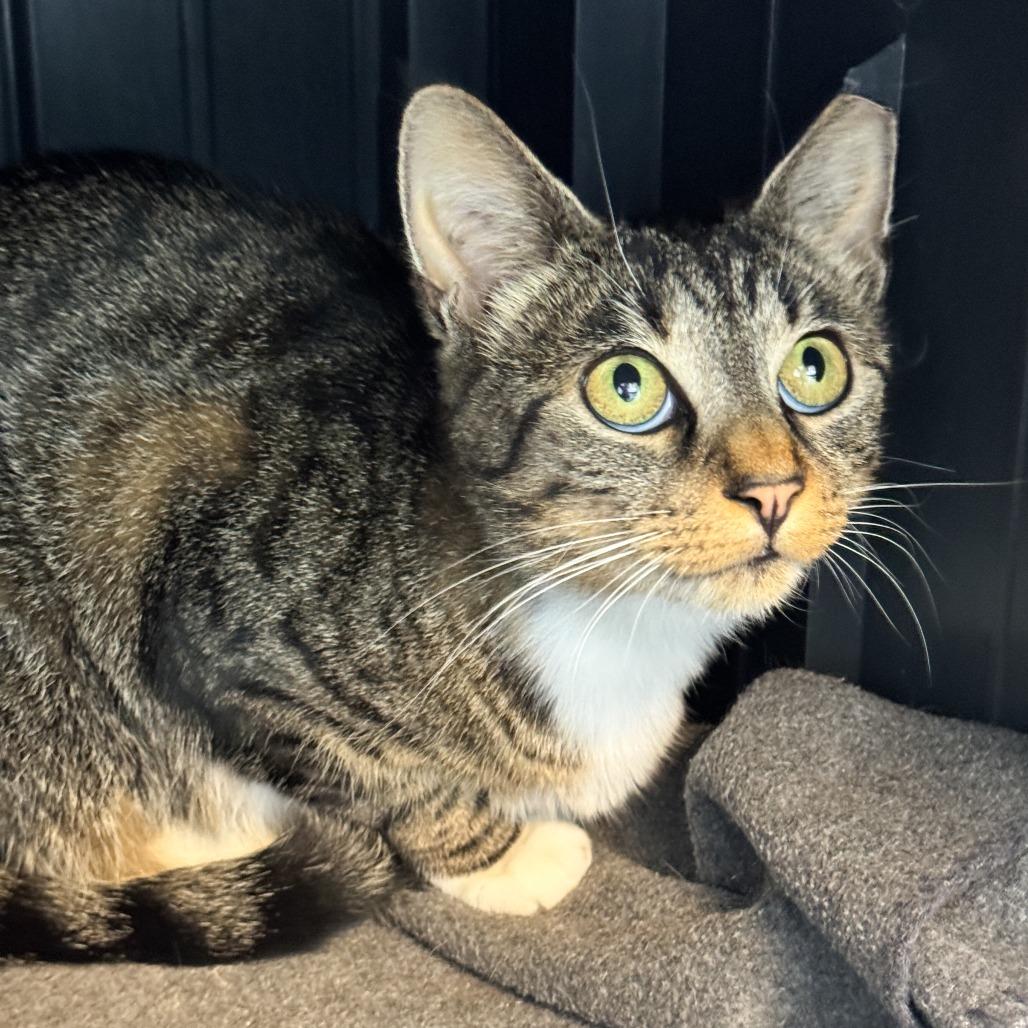 Enlarge Robin, a Adoptable Domestic Short Hair in Fort Wayne, IN image 4/6