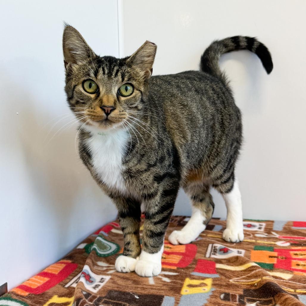 Enlarge Robin, a Adoptable Domestic Short Hair in Fort Wayne, IN image 5/6