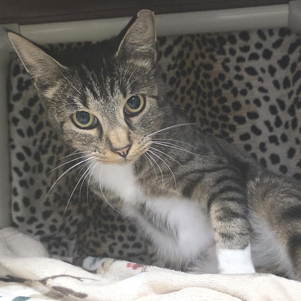Enlarge Robin, a Adoptable Domestic Short Hair in Fort Wayne, IN image 6/6