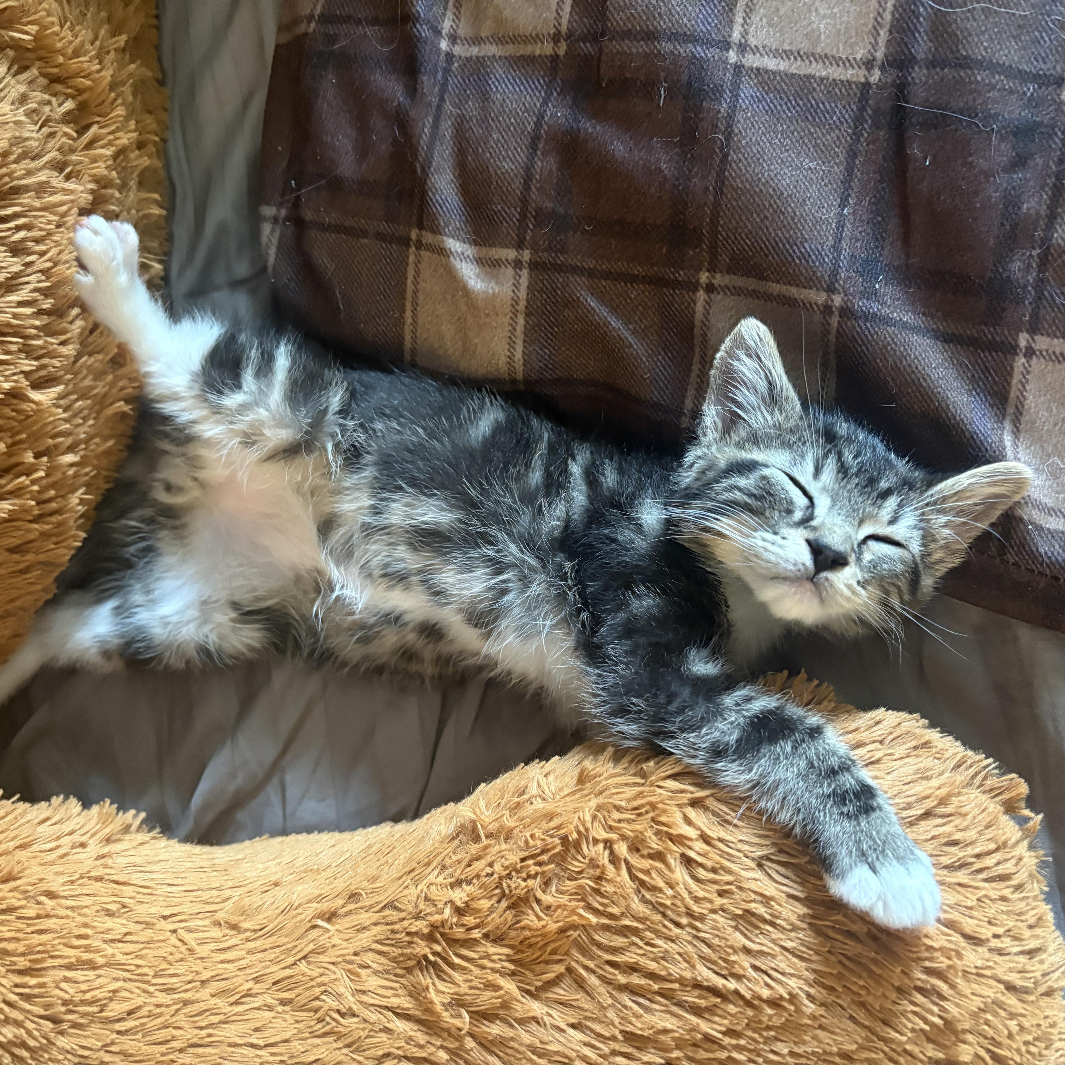 Theo , a Adoptable mixed breed in Omaha, NE image 4/4