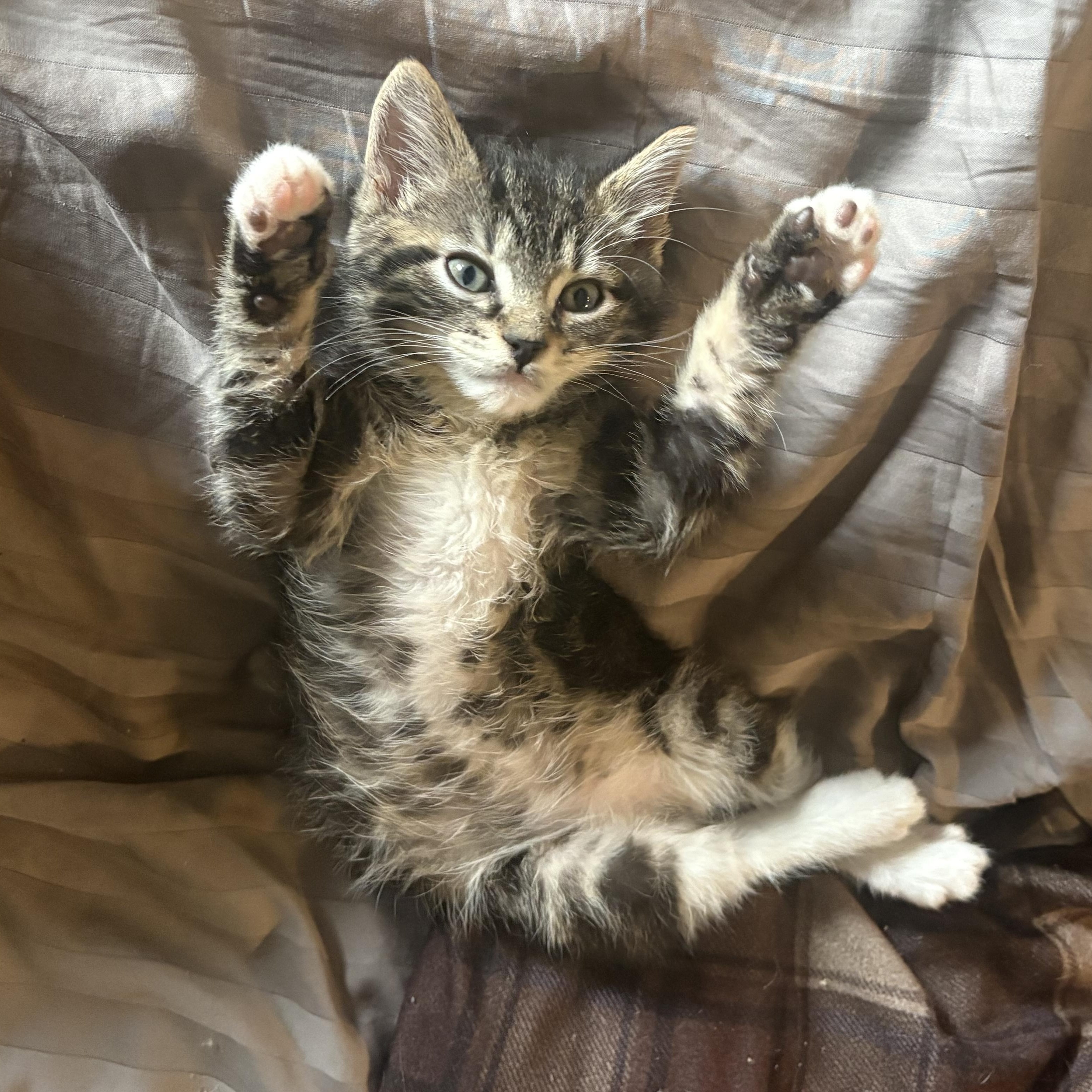 Theo , Adoptable, Kitten Male Domestic Medium Hair & Tabby.