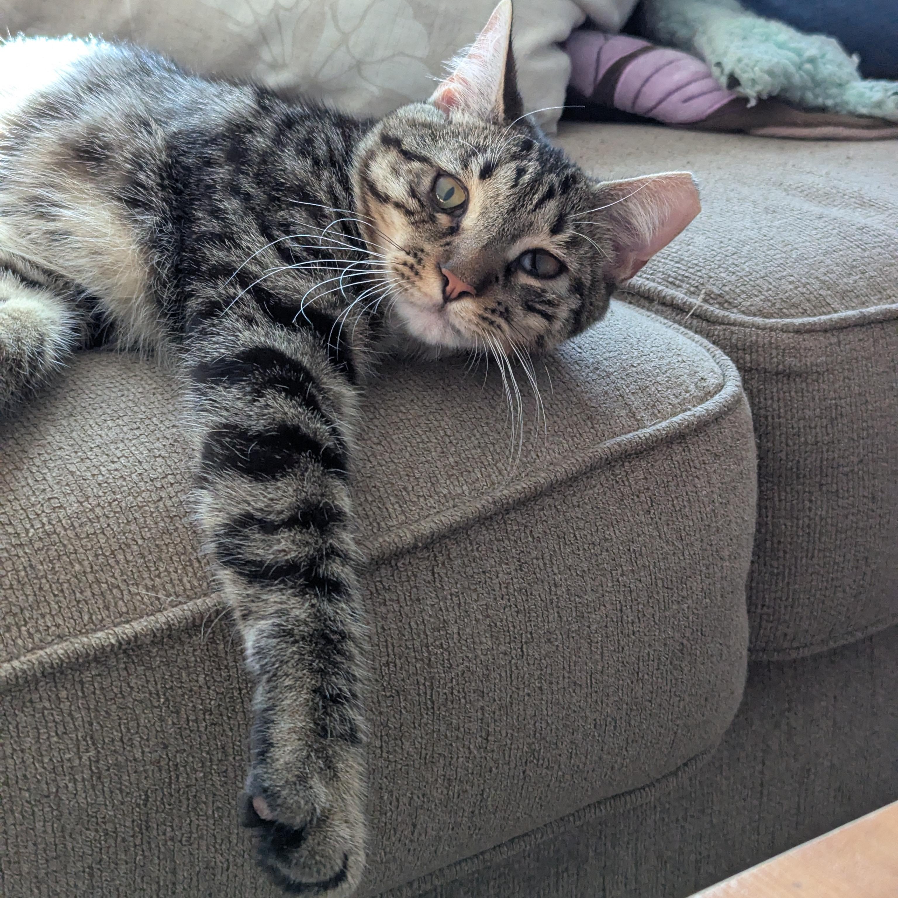Pori - Permakitten Sweetheart, Adoptable, Young Male Domestic Short Hair & Tabby.