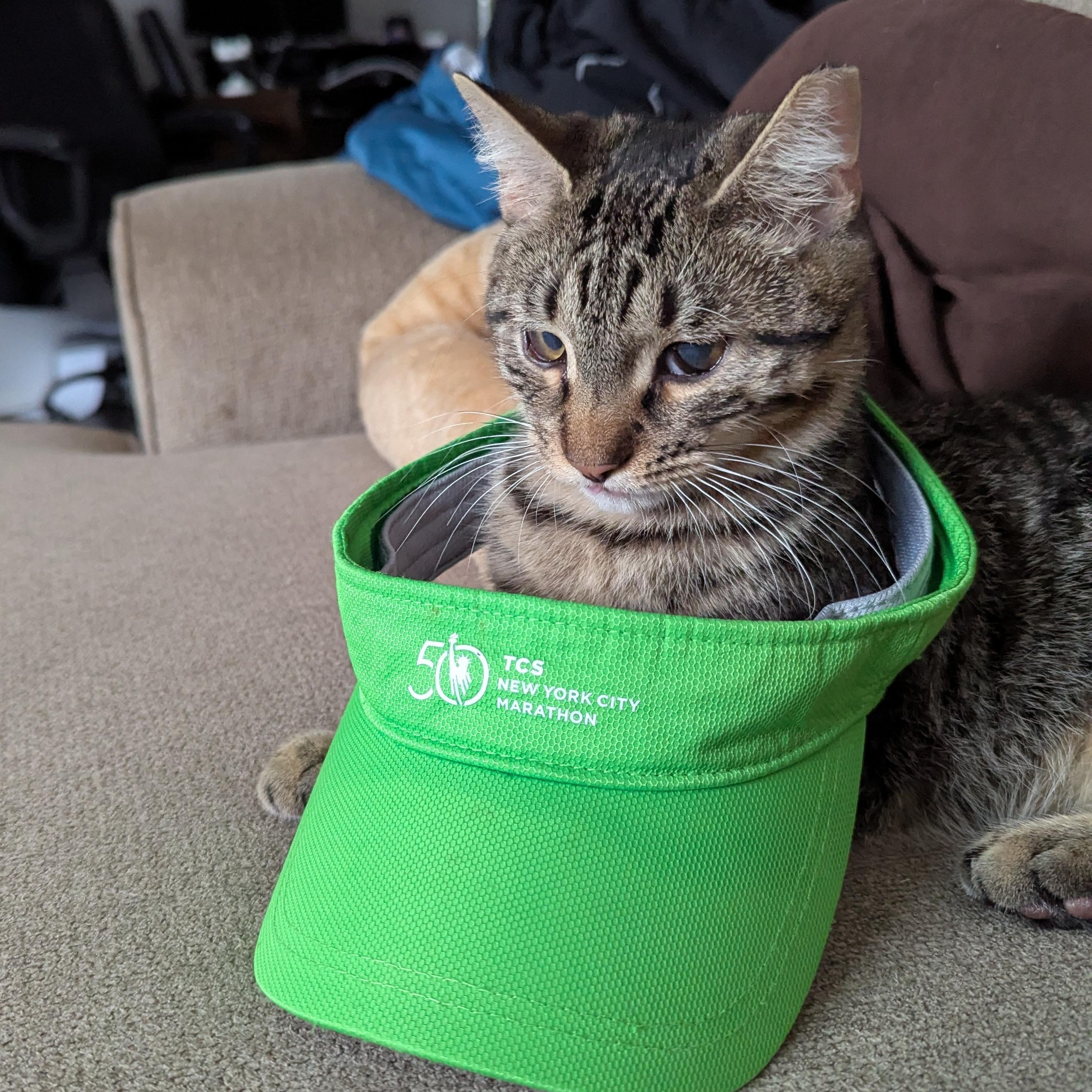 Pori - Permakitten Sweetheart, a Adoptable mixed breed in New York, NY image 2/4