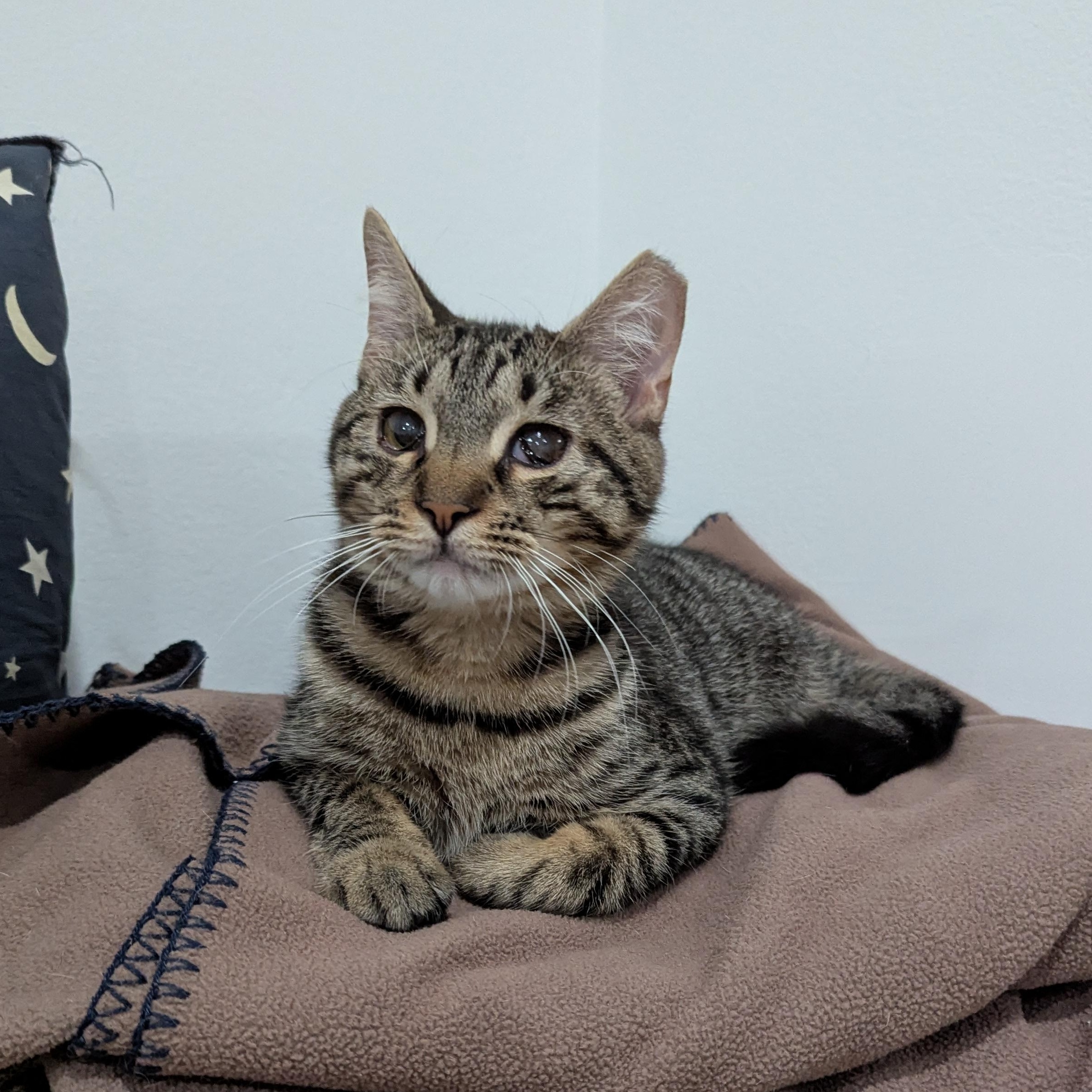 Pori - Permakitten Sweetheart, a Adoptable mixed breed in New York, NY image 3/4