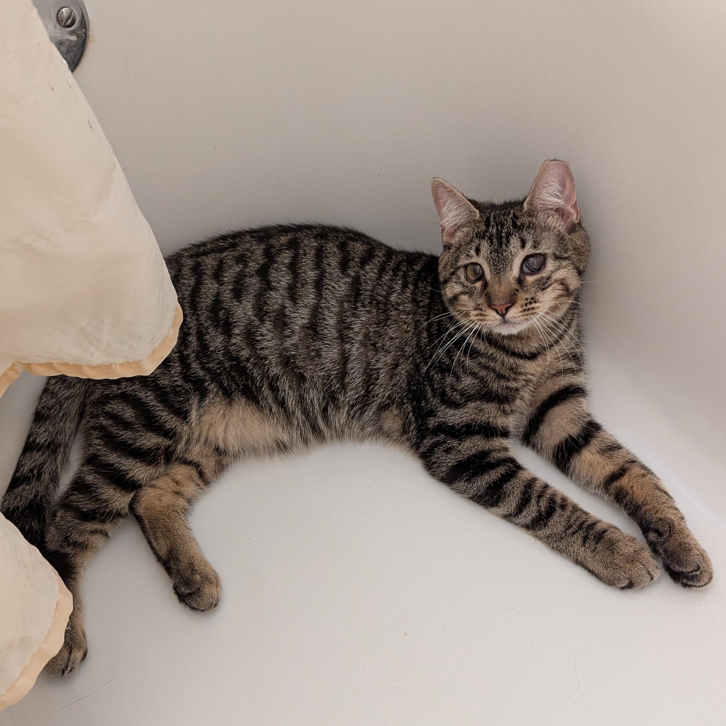 Pori - Permakitten Sweetheart, a Adoptable mixed breed in New York, NY image 4/4