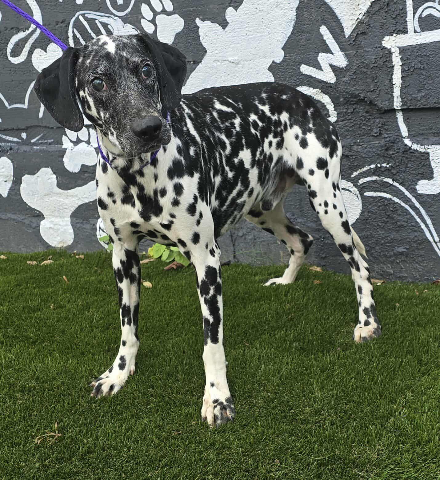 Gemini *foster needed*