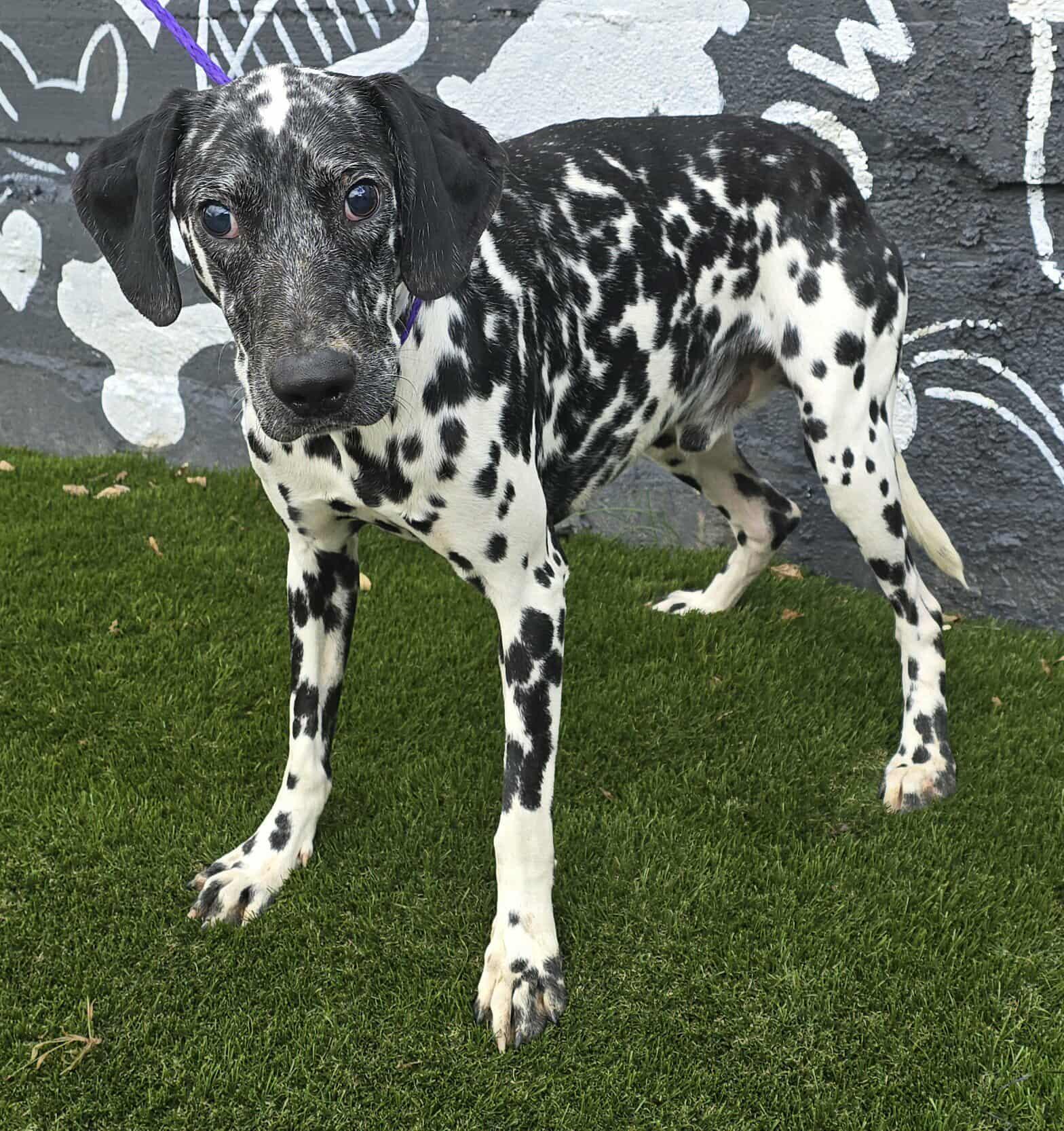 Gemini *foster needed*