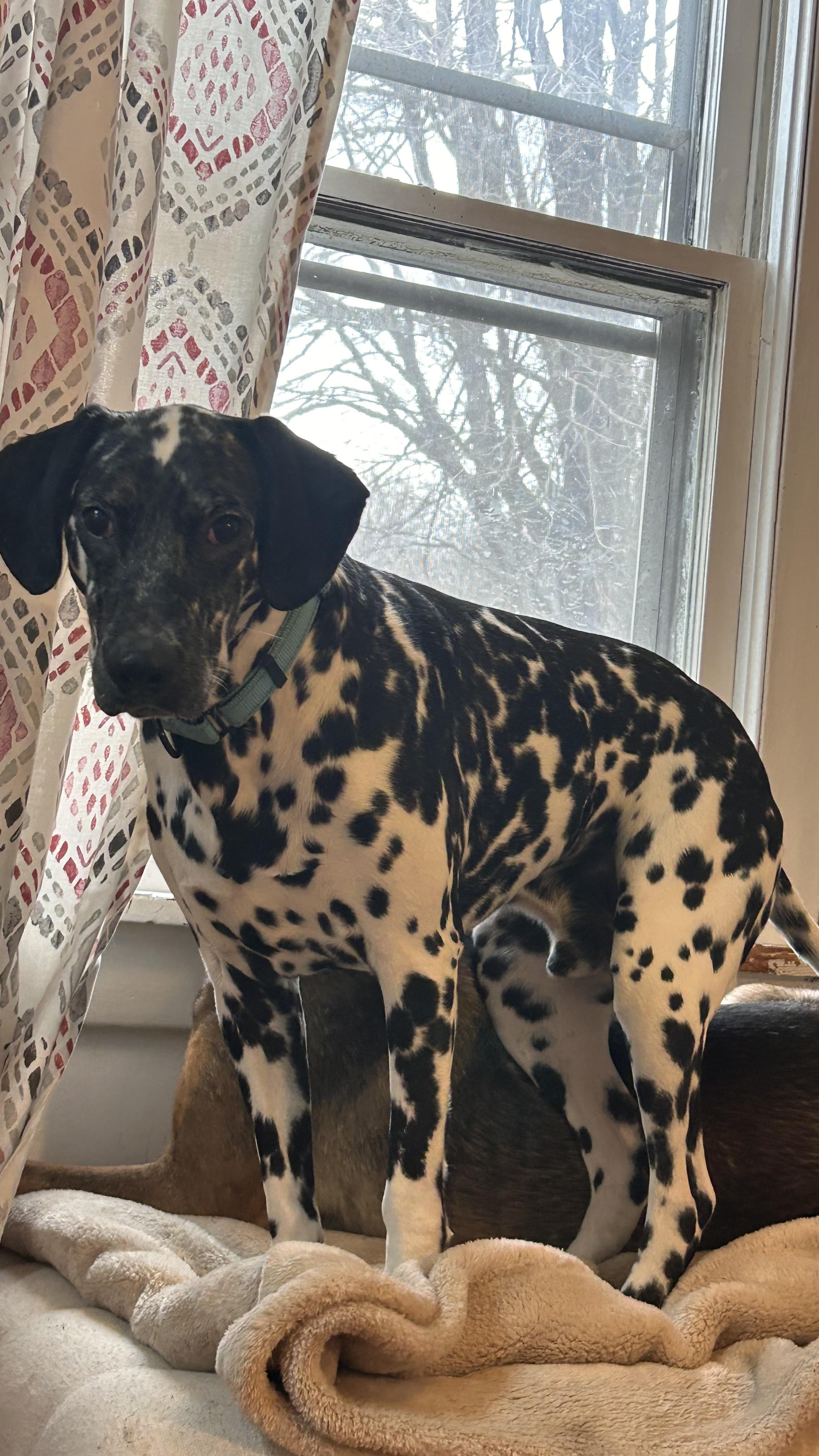 Enlarge Gemini, a Adoptable Dalmatian in Warwick, NY image 3/5