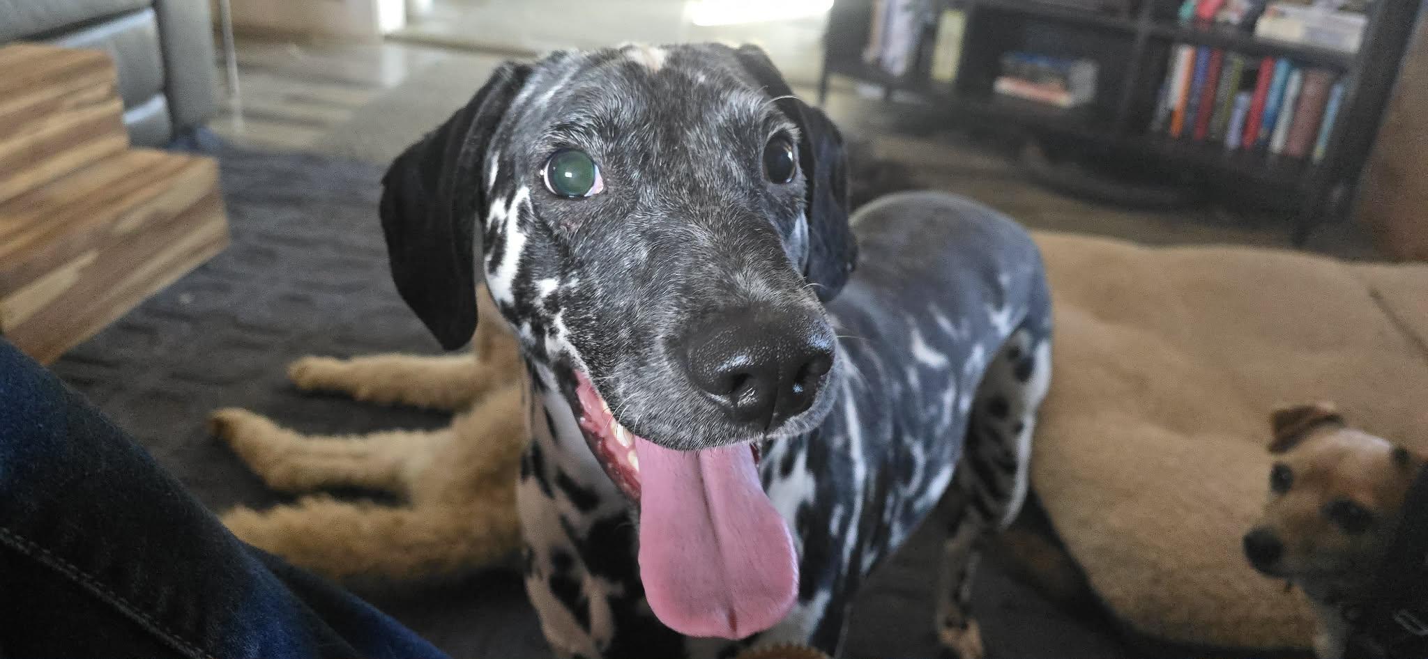 Gemini, Adoptable, Young Male Dalmatian.