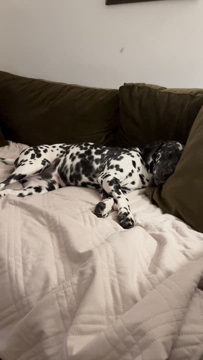 Enlarge Gemini, a Adoptable Dalmatian in Warwick, NY video 5/5