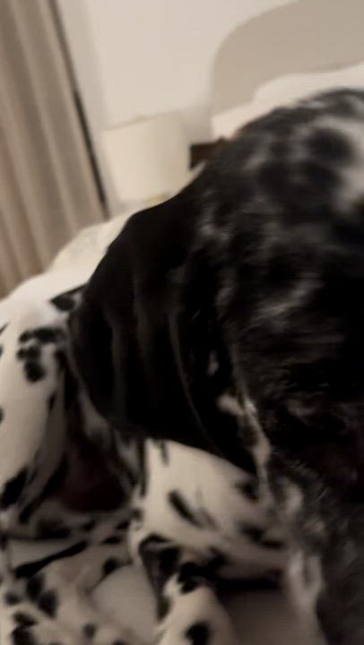 Enlarge Gemini, a Adoptable Dalmatian in Warwick, NY video 4/5