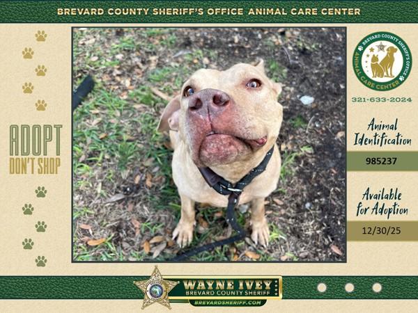 Enlarge Sandy, a Adoptable mixed breed in Melbourne, FL image 2/4