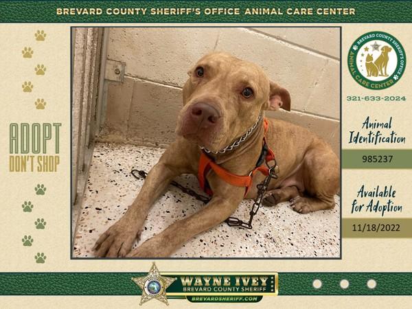 Enlarge Sandy, a Adoptable mixed breed in Melbourne, FL image 3/4