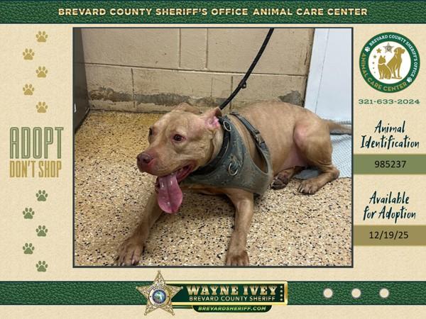 Enlarge Sandy, a Adoptable mixed breed in Melbourne, FL image 4/4