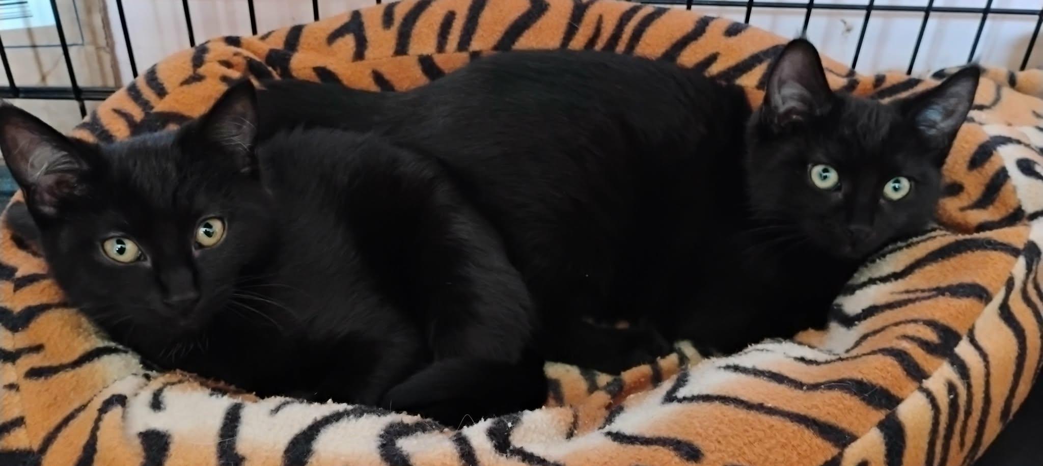 Brenda and Renee, ADOPTABLE, Kitten Female American Shorthair.