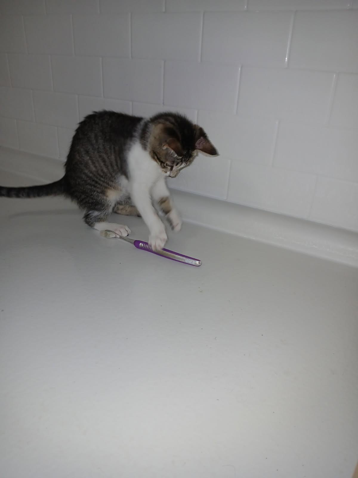 Sasafrass, a Adoptable Domestic Short Hair in Lawrenceville, GA image 1/3