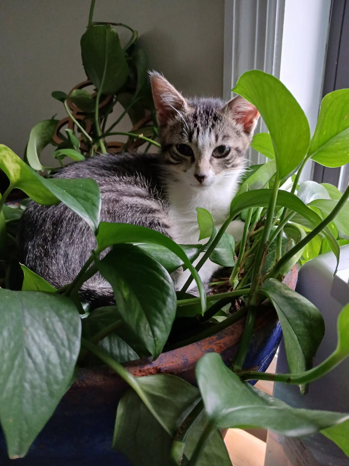 Sasafrass, a Adoptable Domestic Short Hair in Lawrenceville, GA image 2/3