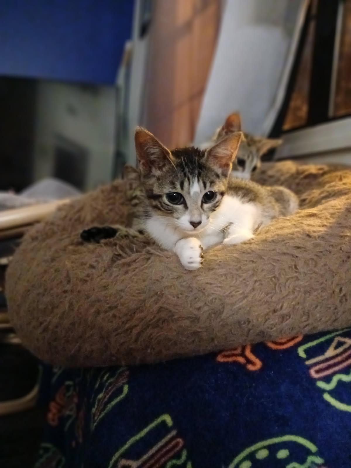 Sasafrass, a Adoptable Domestic Short Hair in Lawrenceville, GA image 3/3