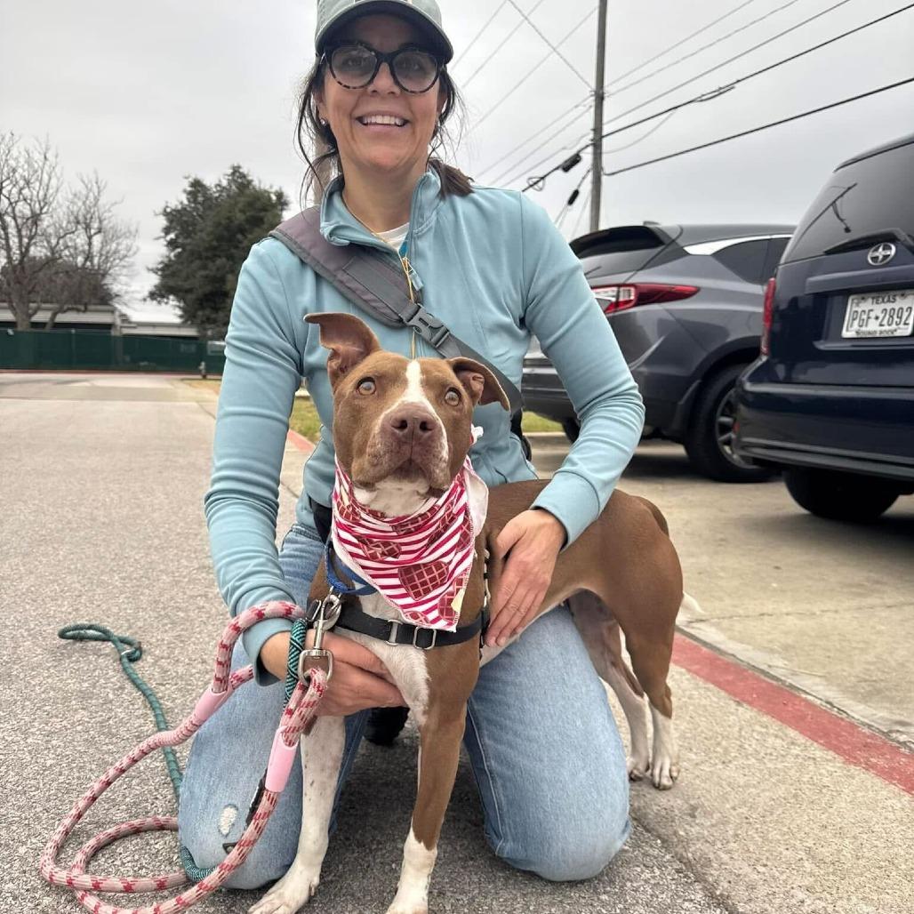 Enlarge Princess Cheese Puff, a Adoptable mixed breed in Austin, TX image 1/6