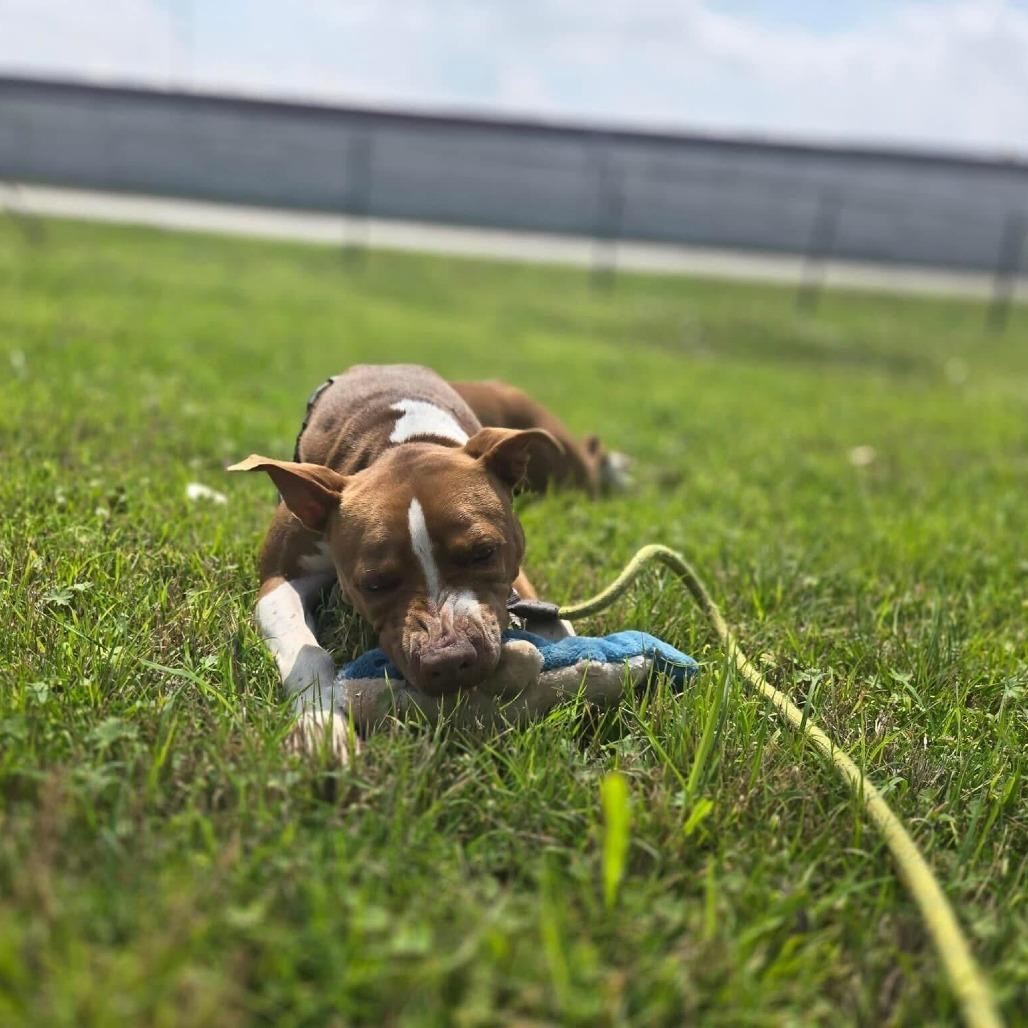 Enlarge Princess Cheese Puff, a Adoptable mixed breed in Austin, TX image 2/6