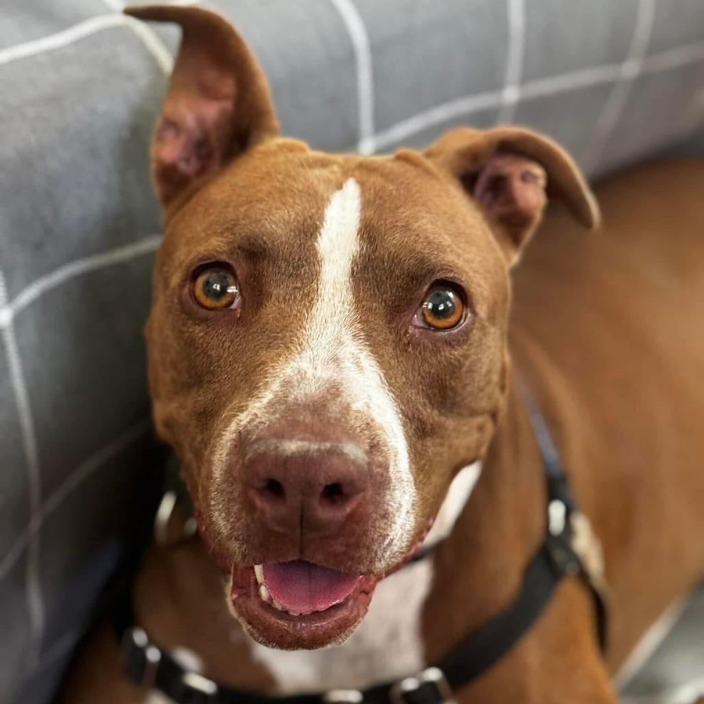 Enlarge Princess Cheese Puff, a Adoptable mixed breed in Austin, TX image 3/6