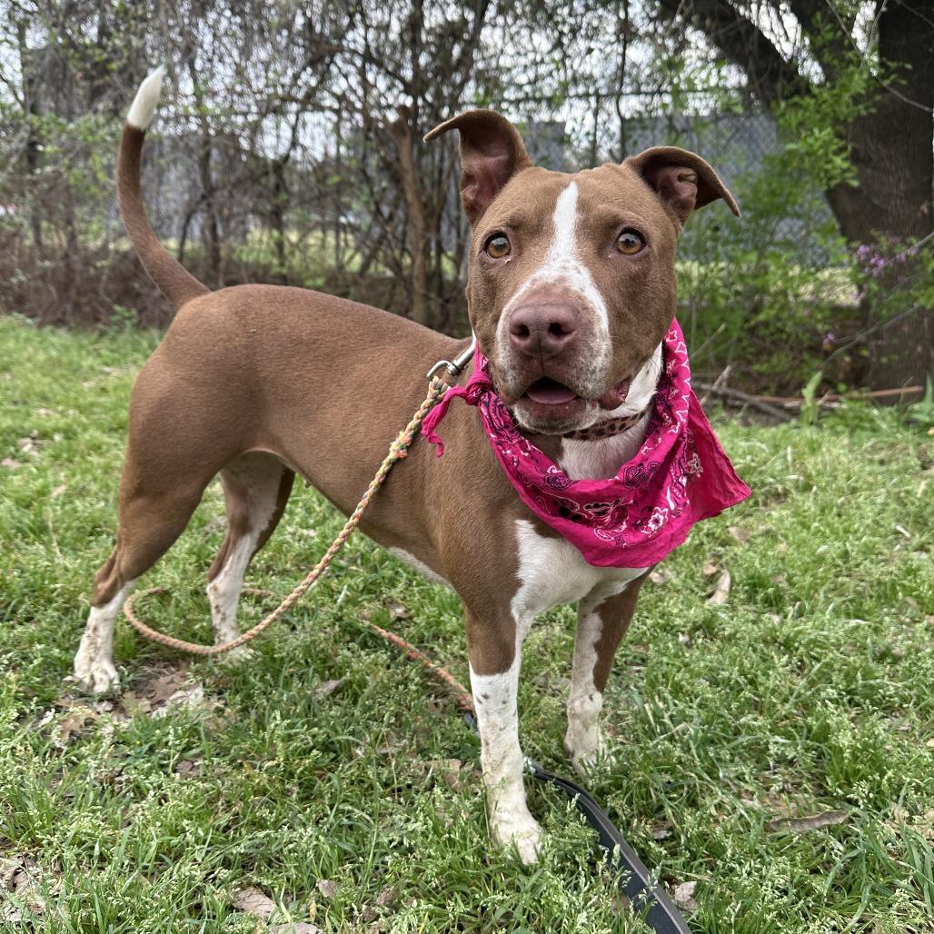 Enlarge Princess Cheese Puff, a Adoptable mixed breed in Austin, TX image 4/6