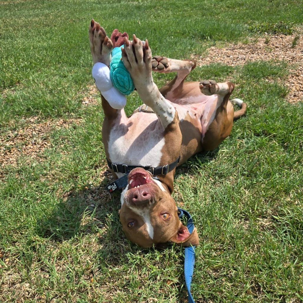 Princess Cheese Puff — thumbnail 5