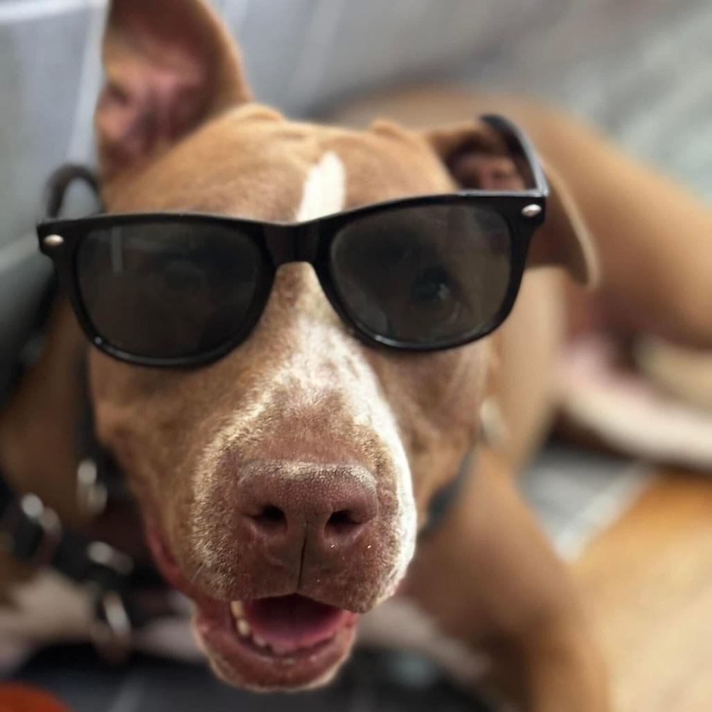 Enlarge Princess Cheese Puff, a Adoptable mixed breed in Austin, TX image 5/6