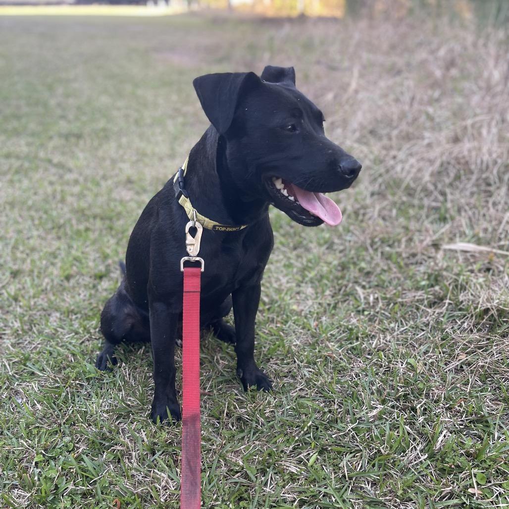 Enlarge Dan, a Adoptable mixed breed in Valdosta , GA image 1/4