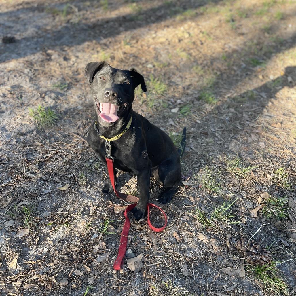 Enlarge Dan, a Adoptable mixed breed in Valdosta , GA image 2/4