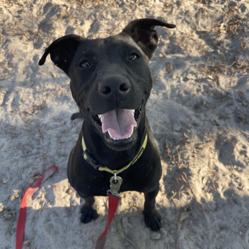 Enlarge Dan, a Adoptable mixed breed in Valdosta , GA image 3/4