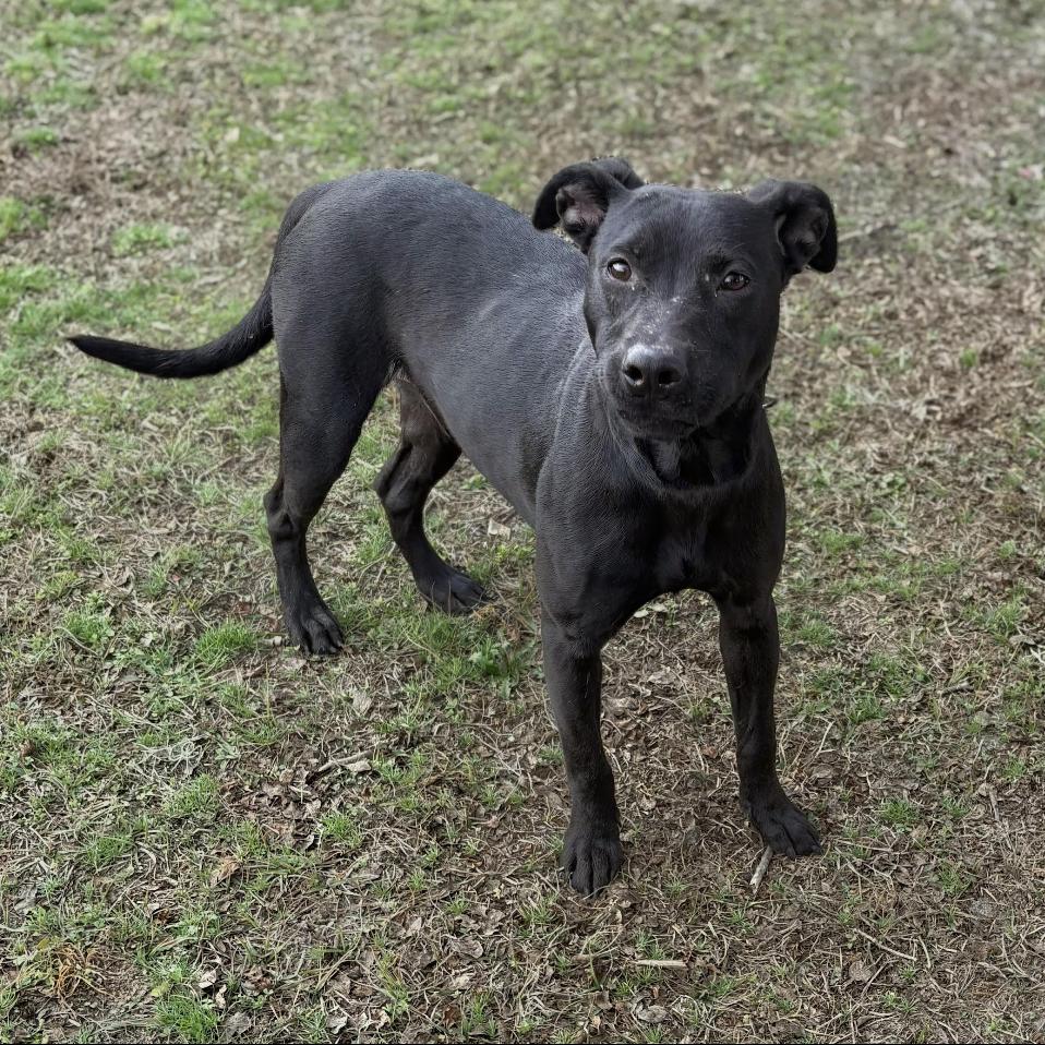 Enlarge Dan, a Adoptable mixed breed in Valdosta , GA image 4/4