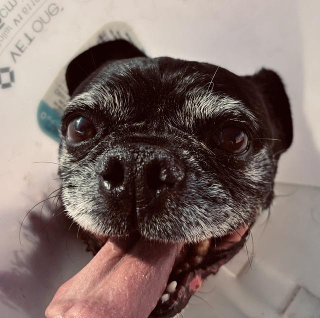 OLLIE photo