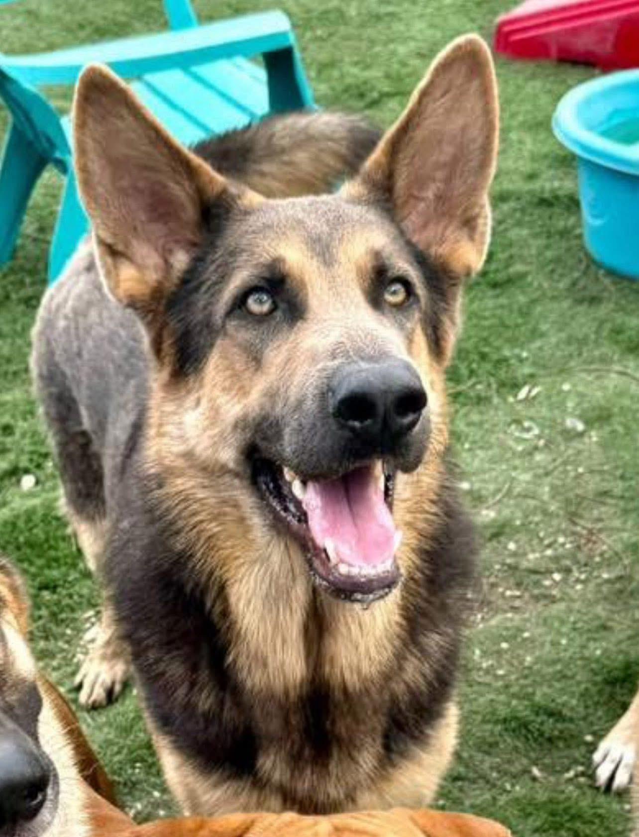 Grayson, Adoptable, Adult Male German Shepherd Dog.