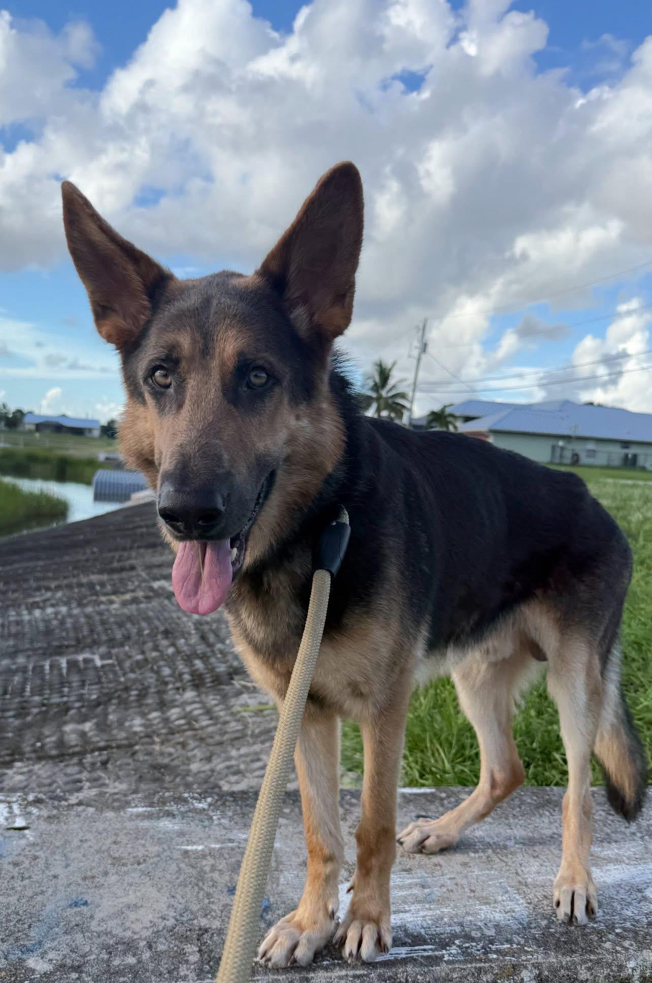 Grayson, a Adoptable German Shepherd Dog in Palm City, FL image 2/2