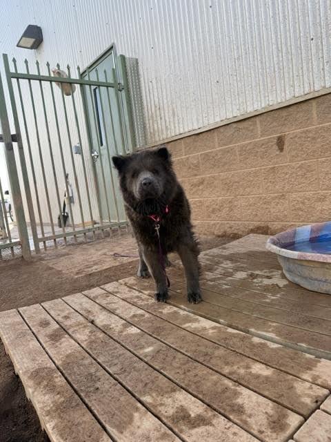 Alex, Adoptable, Adult Female Chow Chow.
