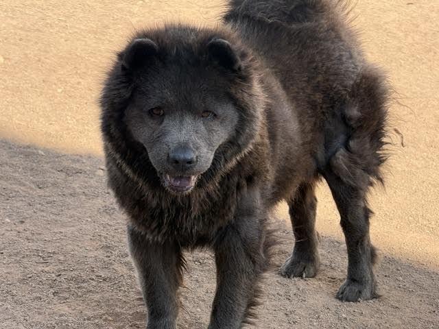 Enlarge Alex, a Adoptable Chow Chow in Hobbs, NM image 2/5