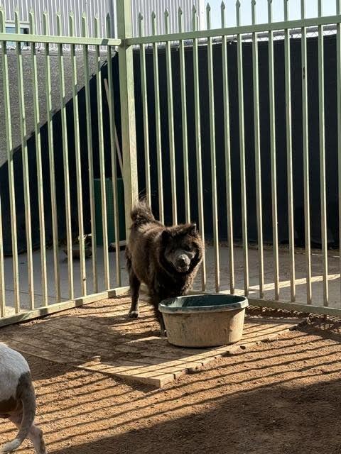 Enlarge Alex, a Adoptable Chow Chow in Hobbs, NM image 3/5
