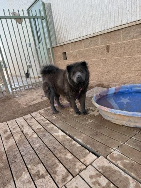 Enlarge Alex, a Adoptable Chow Chow in Hobbs, NM image 4/5