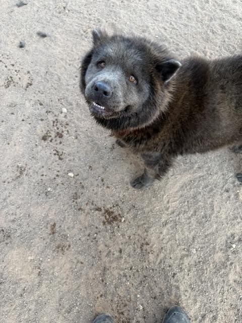 Enlarge Alex, a Adoptable Chow Chow in Hobbs, NM image 5/5