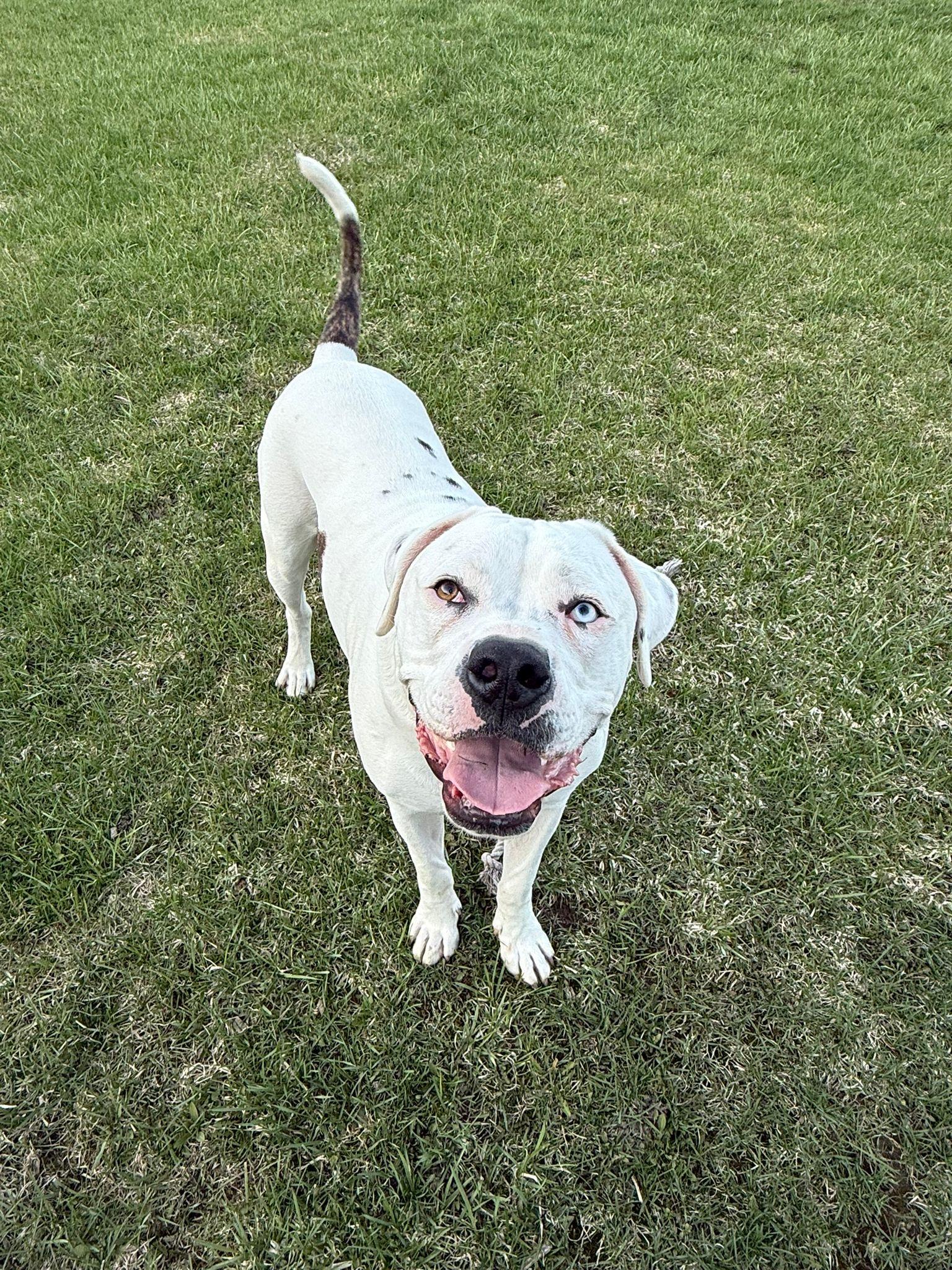 Max, ADOPTABLE, Young Male American Bulldog.
