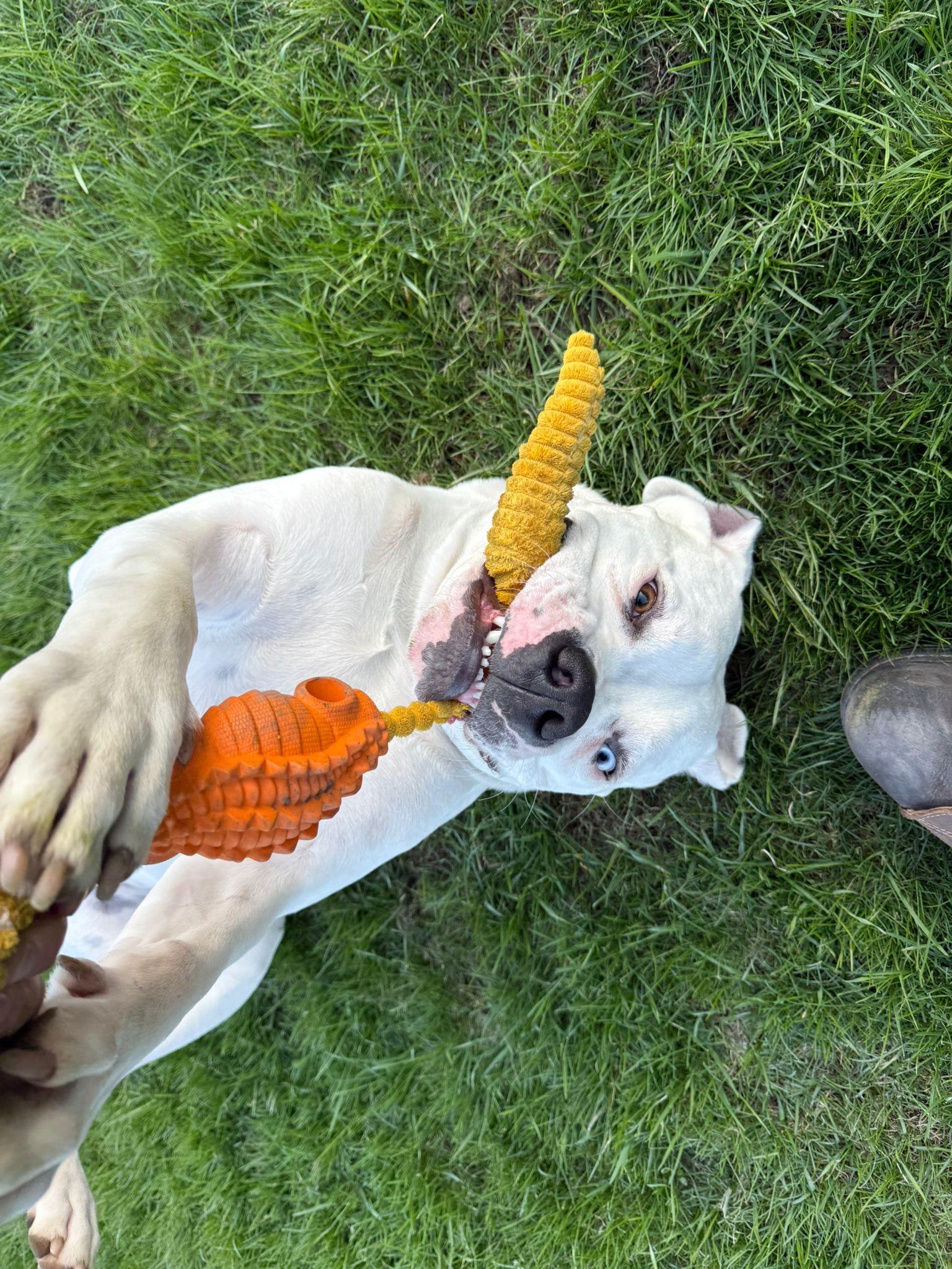 Max, a ADOPTABLE mixed breed in London, ON image 4/5